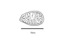   Embryo:   Annona senegalensis ; Illustration by K. Parker, Kirkbride et al. (2006)
